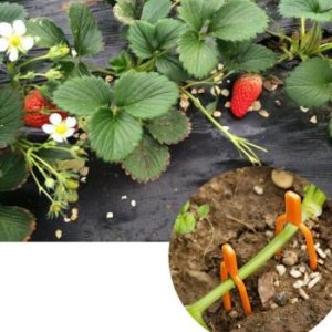 100pcs Reusable 25mm Plastic Plant Support Clips clamps For Plants Hanging Vine Garden Greenhouse fork Vegetables Tomatoes Clips