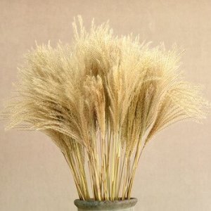 30pcs/lot Natural Dried Flower Reed Flower Bouquet for Home Decor Small Pampas Grass Wedding dry Flower Phragmites Flower Bunch