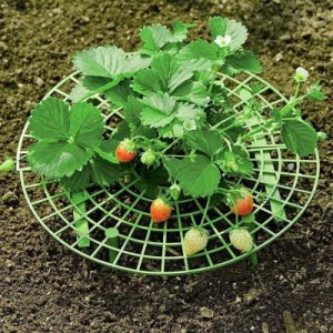 Strawberry Supports Plant Growing Supports Plant Cradle Rack Keeping Fruit Elevated To Avoid Ground Rot Garden Accessories