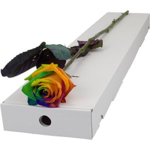 Letterbox Single Happy (Rainbow) Rose