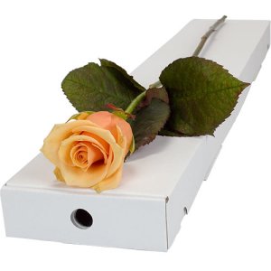 Letterbox Single Peach Rose