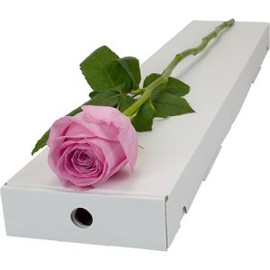 Letterbox Single Pink Rose