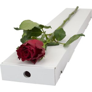 Letterbox Single Red Rose