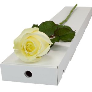 Letterbox Single White Rose