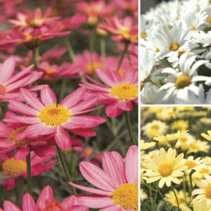 Argyranthemum Go Daisy Collection 24 Premium Large Plants