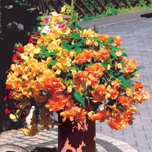 Begonia Illuminations 100 Small Plug Plants