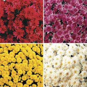 Hardy Mums (Chrysanthemums) 12 Mega Plants