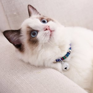 1pc Bell Pendant Colorblock Cat Collar