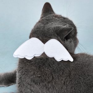 Angel Wings Decor Cat Collar