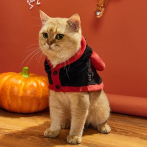 Halloween Evil Cat Costume