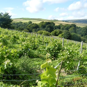 Chilford Hall Vineyard Tour and Tasting with Lunch for Two in Cambridgeshire