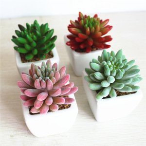 Mini Natural Real Decorative Artificial Succulent Plants
