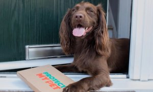 55% Off Personalised Flea, Tick and Worm Subscription Box from Protect My Pet