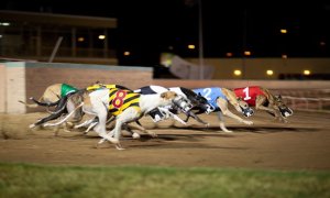 Kinsley Dogs, Entrance Package for Up to Four, Saturdays, Kinsley Greyhound Stadium