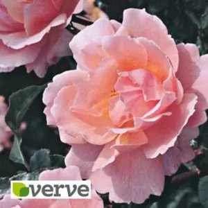Verve Fragrant Roses Fragrant Delight Pink & Orange