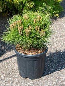 Urban Gardens Direct Pinus 'marie bregeon' w35 h60 cm