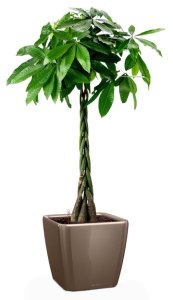 Urban Gardens Displays Potted braided pachira aquatica house plant in lechuza quadro ls shiny taupe self-watering planter, total height 160 cm