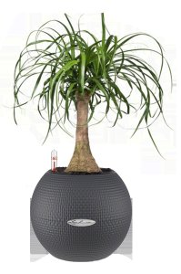 Potted Nolina House Plant in LECHUZA-PURO Slate Self-watering Planter, Total Height 45 cm