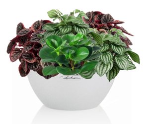 Potted Peperomia House Plant in LECHUZA CUBETO Stone Quartz White Self-watering Planter, Total Height 25 cm