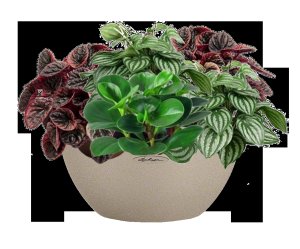 Urban Gardens Displays Potted peperomia house plant in lechuza cubeto stone sand beige self-watering planter, total height 25 cm