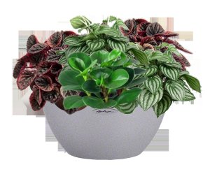 Urban Gardens Displays Potted peperomia house plant in lechuza cubeto stone stone grey self-watering planter, total height 25 cm