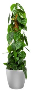 Urban Gardens Displays Potted philodendron scandens house plant in lechuza classico ls silver metallic self-watering planter, total height 160 cm