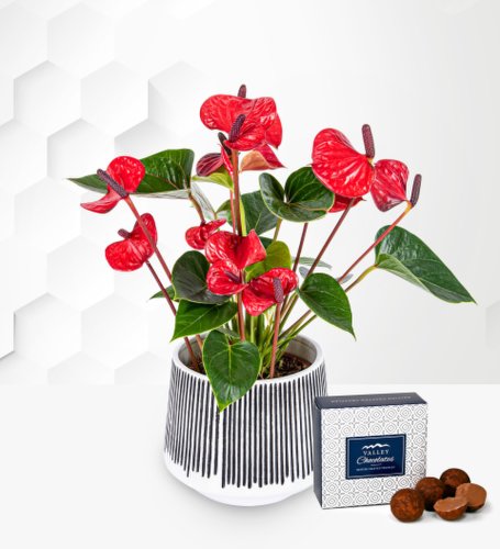 Prestige Flowers Anthurium plant - indoor plants - plant gifts - plant gift delivery - home plants - plant delivery