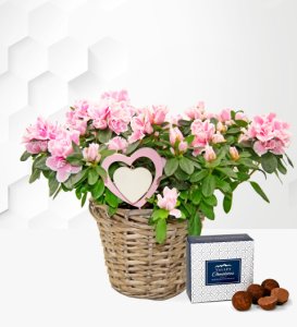 Azalea Basket - Pink Azaleas - Plants Gifts - Plant Gift Delivery - Birthday Gifts - Birthday Gift Basket