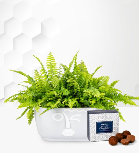 Prestige Flowers Fern trough planter - indoor plants - indoor plant delivery - houseplants - plant gifts