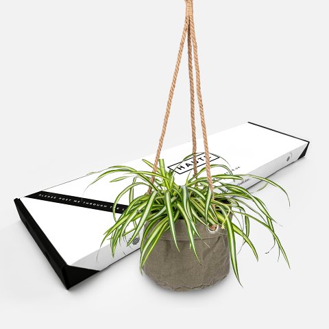 Prestige Flowers Hanging chlorophytum - spider plant - letterbox plants - hanging spider plant - indoor plants - plant gifts