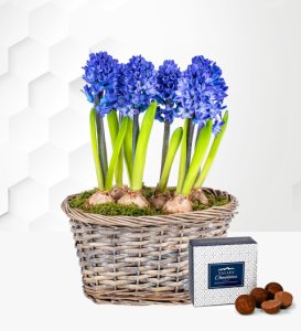 Hyacinth Planter - Indoor Plants - Indoor Plant Delivery - Plant Delivery - Send Plants - Houseplants - Plant Gifts
