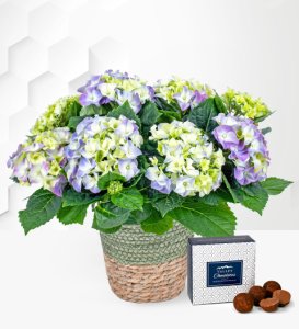 Hydrangea Plant - Plant Delivery - Indoor Plants - Indoor Plant Delivery - Houseplants - Send Plants