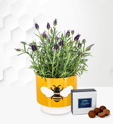 Prestige Flowers Lavender plant - outdoor plants - plant gifts - plant gift delivery - garden plants - plant delivery