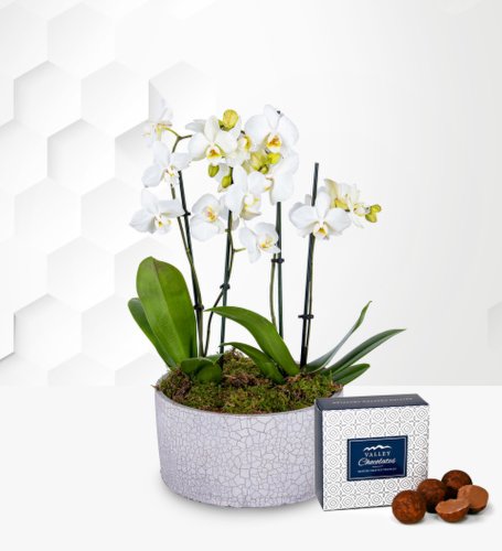 Luxury Orchid Pot - Free Chocs