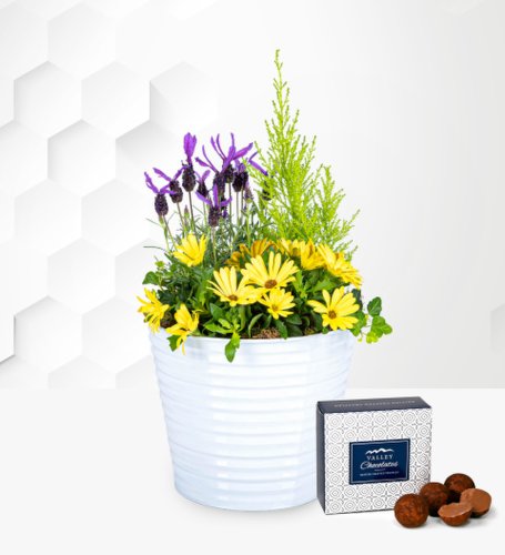 Prestige Flowers Luxury outdoor planter - outdoor plants - outdoor plant delivery - outdoor potted plants - plants gifts