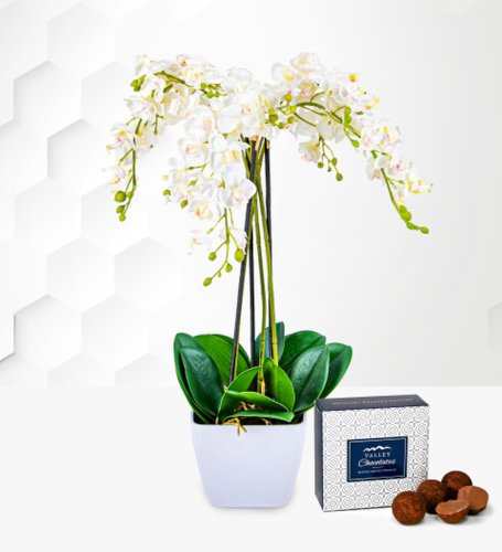 Prestige Flowers Potted phalenopsis orchid - free chocs