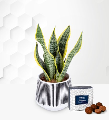 Prestige Flowers Snake plant - indoor plants - plant gifts - plant gift delivery - home plants - plant delivery