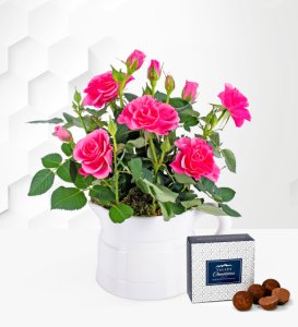 Prestige Flowers Spring rose jug - rose plants - indoor rose plants - indoor plants - plant delivery - houseplants - home plants
