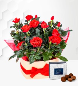 Prestige Flowers Valentine's heart rose box - red rose plants - rose plants - plant delivery - valentine's plants - send plants