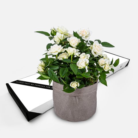 Prestige Flowers White rose - letterbox plants - plants through the letterbox - plant delivery - rose plants - indoor plants