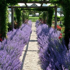 Unbranded 10 seeds - russian sage - hardy perennial