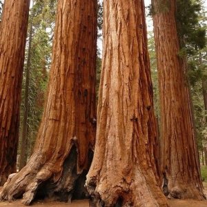 Unbranded 15 seeds - giant sequoia plant tree fast growing (sequoiadendron giganteum)