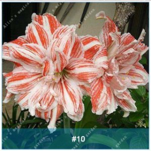 2 of Amaryllis Bulbs (Barbados Lily Not Seeds) Flower Hippeastrum Bulbs #10