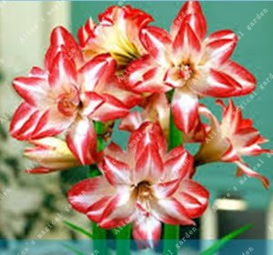 Unbranded 2 of amaryllis bulbs (barbados lily not seeds) flower hippeastrum bulbs #3