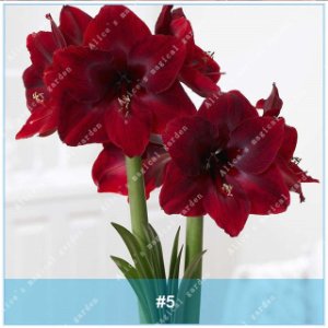 2 of Amaryllis Bulbs (Barbados Lily Not Seeds) Flower Hippeastrum Bulbs #5