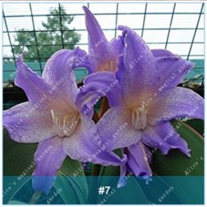 2 of Amaryllis Bulbs (Barbados Lily Not Seeds) Flower Hippeastrum Bulbs #7
