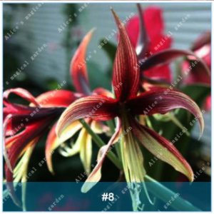 2 of Amaryllis Bulbs (Barbados Lily Not Seeds) Flower Hippeastrum Bulbs #8