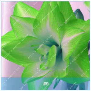 2 of Amaryllis Bulbs (Barbados Lily Not Seeds) Flower Hippeastrum Bulbs #9