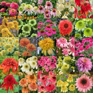 25 Types Echinacea Flower Plant Mix Seeds (100 Seeds)
