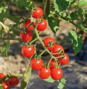 Unbranded 40 organic - florida everglades tomato fresh seeds
